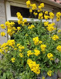 Image result for Calceolaria