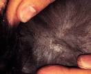 HOW TO Prevent Flea and Tick Bites Naturally | Find A Vet