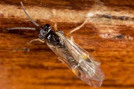 Attēlu rezultāti vaicājumam “Pontania proxima”