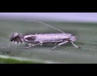 Attēlu rezultāti vaicājumam “Lyonetia clerkella”