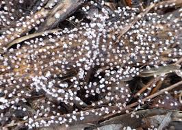 Attēlu rezultāti vaicājumam “myxomicetes”