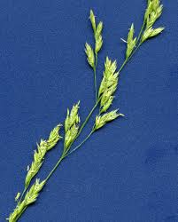 Attēlu rezultāti vaicājumam “Festuca rubra subsp. rubra fruit”