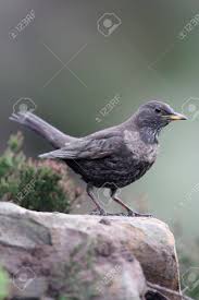 Image result for Turdus torquatus