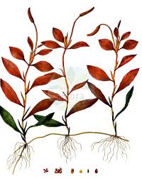 Attēlu rezultāti vaicājumam “Potamogetonaceae”