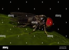 Attēlu rezultāti vaicājumam “Platypezidae”