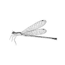 Attēlu rezultāti vaicājumam “Odonata”