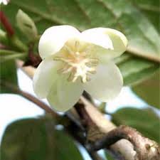 Attēlu rezultāti vaicājumam “Schisandra chinensis flower”