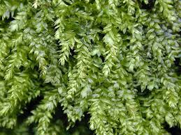 Attēlu rezultāti vaicājumam “Plagiothecium denticulatum”