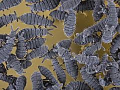 Attēlu rezultāti vaicājumam “Hypogastrura sp.”