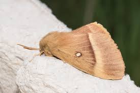 Attēlu rezultāti vaicājumam “Lasiocampa quercus imago”