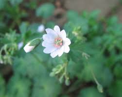 Attēlu rezultāti vaicājumam “Geranium pyrenaicum flower”