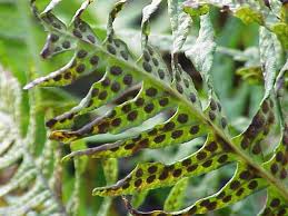 Attēlu rezultāti vaicājumam “Polypodium vulgare”