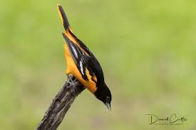 Image result for Icterus galbula