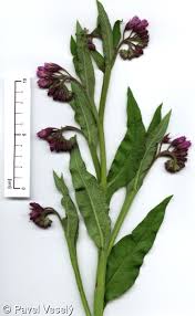Image result for Symphytum officinale