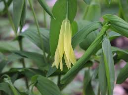 Attēlu rezultāti vaicājumam “Uvularia grandiflora flower”