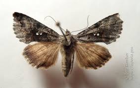 Attēlu rezultāti vaicājumam “Syngrapha interrogationis”