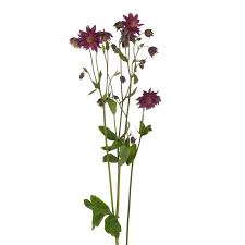 Image result for Akelei