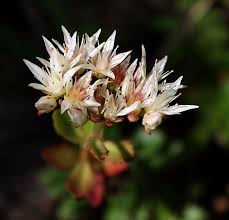 Attēlu rezultāti vaicājumam “Phedimus spurius leaf”