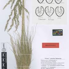 Attēlu rezultāti vaicājumam “Festuca polesica”