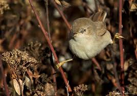 Image result for Sylvia nana