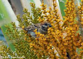 Attēlu rezultāti vaicājumam “Passer montanus”