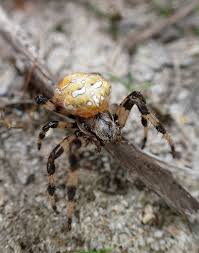 Attēlu rezultāti vaicājumam “Araneus quadratus”