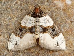 Attēlu rezultāti vaicājumam “Cosmorhoe ocellata”