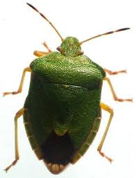 Attēlu rezultāti vaicājumam “Palomena prasina imago”