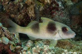 Image result for Parupeneus trifasciatus