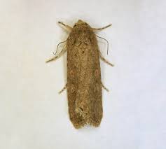 Attēlu rezultāti vaicājumam “Lathronympha strigana”