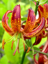 Attēlu rezultāti vaicājumam “Lilium martagon flower”