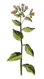 Image result for Pulmonaria officinalis