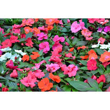 Image result for Impatiens walleriana