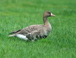 Attēlu rezultāti vaicājumam “Anser albifrons”