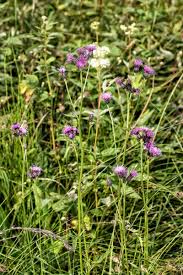 Attēlu rezultāti vaicājumam “Serratula tinctoria”