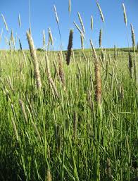 Attēlu rezultāti vaicājumam “Alopecurus pratensis fruit”