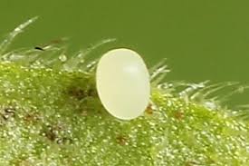 Attēlu rezultāti vaicājumam “Anticollix sparsata”