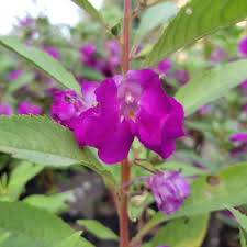 Image result for Impatiens balsamina