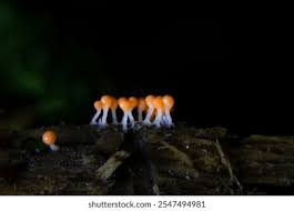 Attēlu rezultāti vaicājumam “Trichia varia sessile”