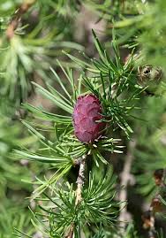 Attēlu rezultāti vaicājumam “Larix kaempferi female flower”