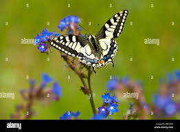 Attēlu rezultāti vaicājumam “Papilio machaon underside”
