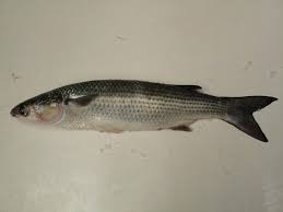 Image result for Liza ramada