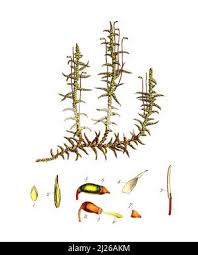 Attēlu rezultāti vaicājumam “Pseudoscleropodium purum”