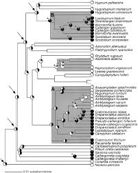 Attēlu rezultāti vaicājumam “Pseudocalliergon turgescens”