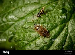 Attēlu rezultāti vaicājumam “Dryophilocoris flavoquadrimaculatus”