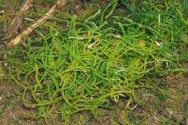 Attēlu rezultāti vaicājumam “Pleurococcus vulgaris”