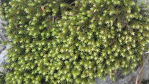 Attēlu rezultāti vaicājumam “Hedwigia ciliata sporophyte”