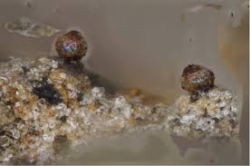 Attēlu rezultāti vaicājumam “Liceaceae”