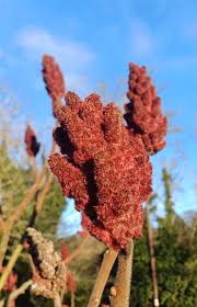 Attēlu rezultāti vaicājumam “Rhus typhina flower”