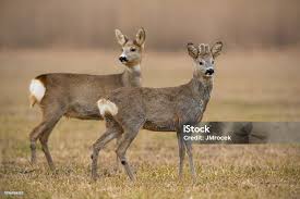 Attēlu rezultāti vaicājumam “Capreolus capreolus”